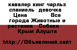  кавалер кинг чарльз спаниель -девочка › Цена ­ 45 000 - Все города Животные и растения » Собаки   . Крым,Алушта